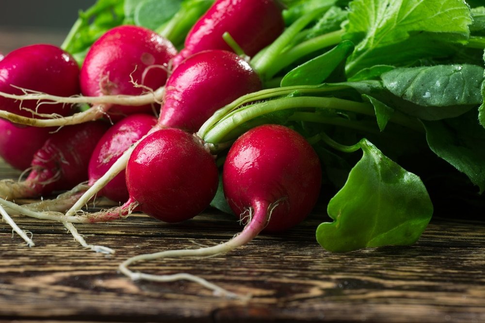 Radish