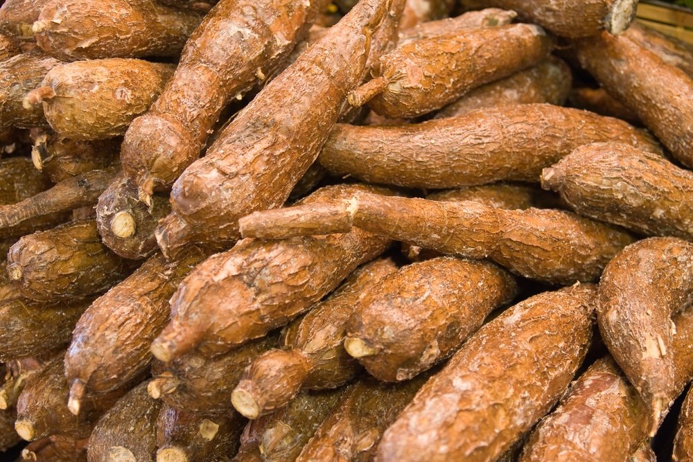 Is Cassava Dangerous In Pregnancy