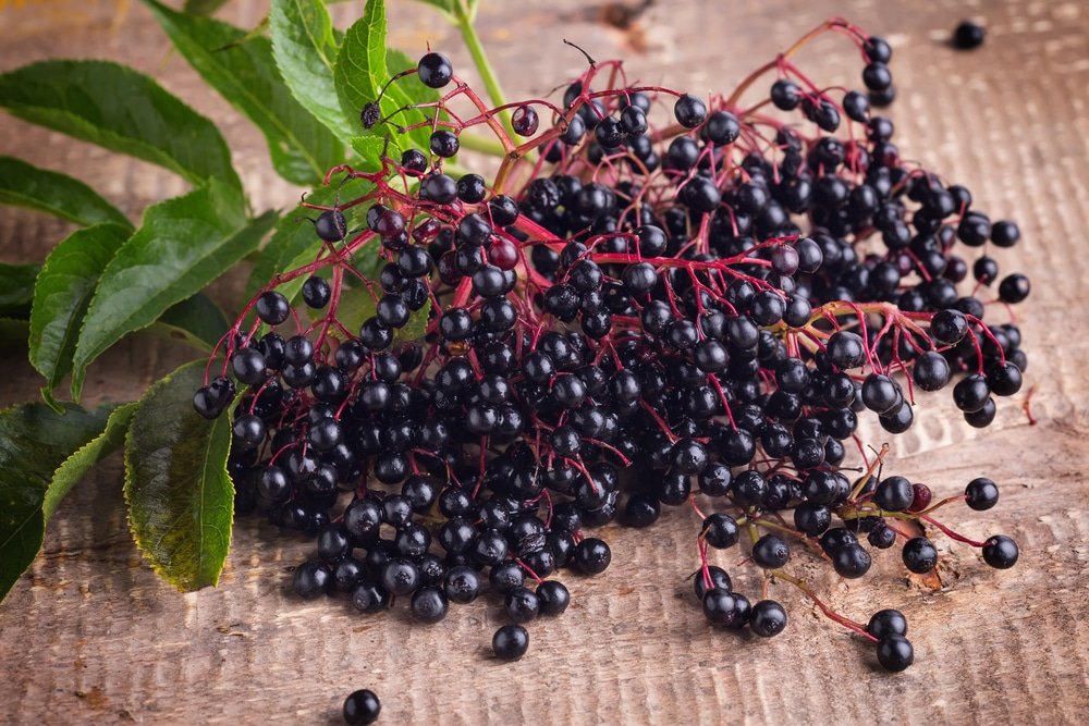 Elderberries health benefits