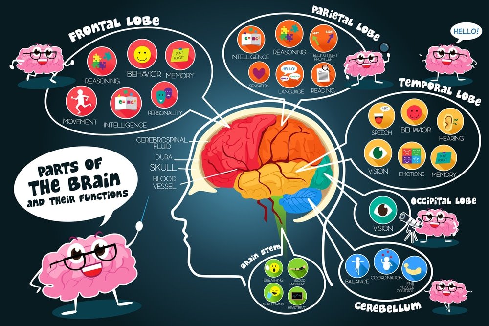 Function Of The Brain
