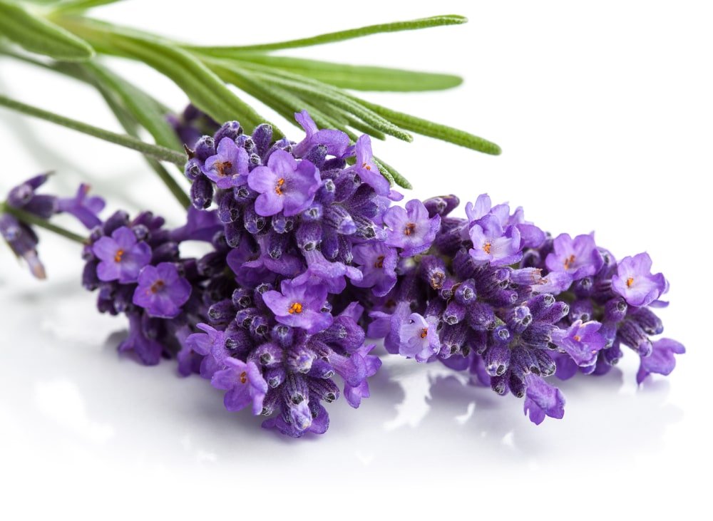 Lavender health benefits