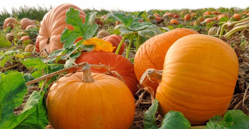 9 Impressive Health Benefits of Pumpkin - Natural Food Series