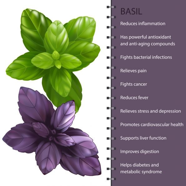12 Best Health Benefits of Basil Natural Food Series