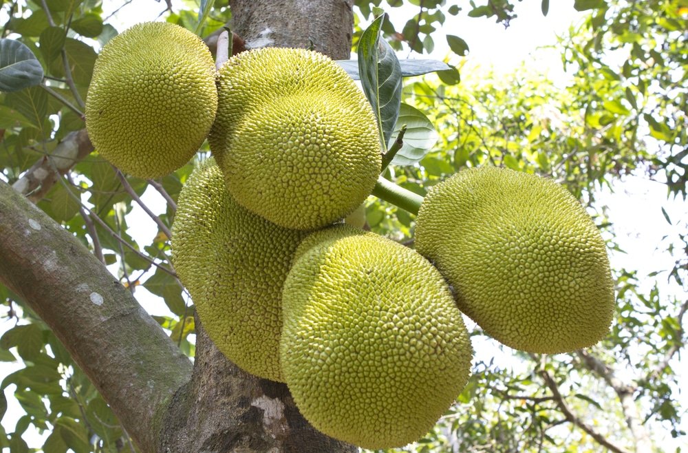 11 Amazing Health Benefits and Uses of Jackfruit