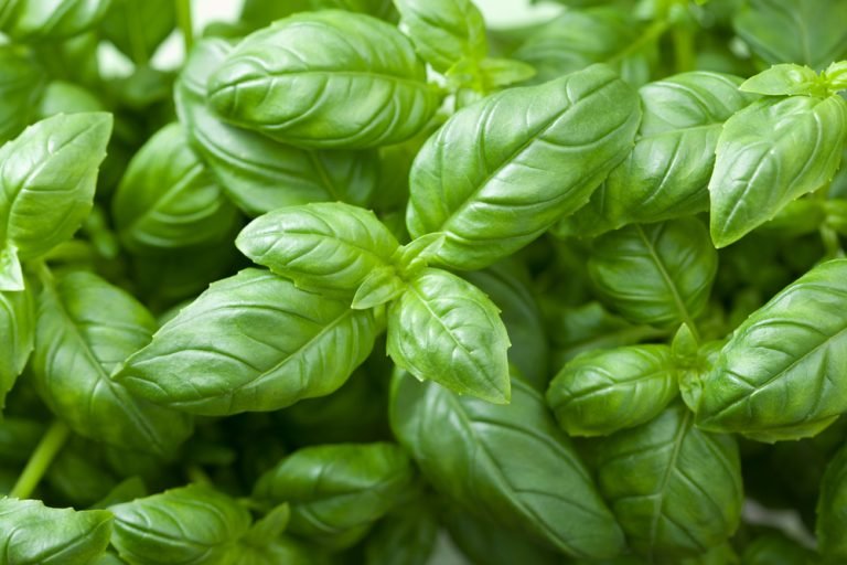 fresh basil leaves