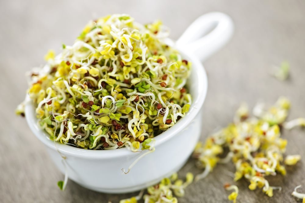 alfalfa-sprouts-salad-wellnessdove