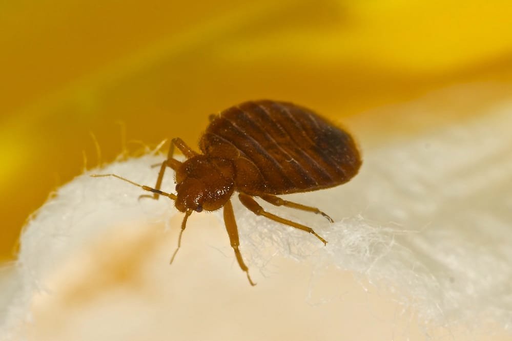 How to Get Rid of Bed Bugs