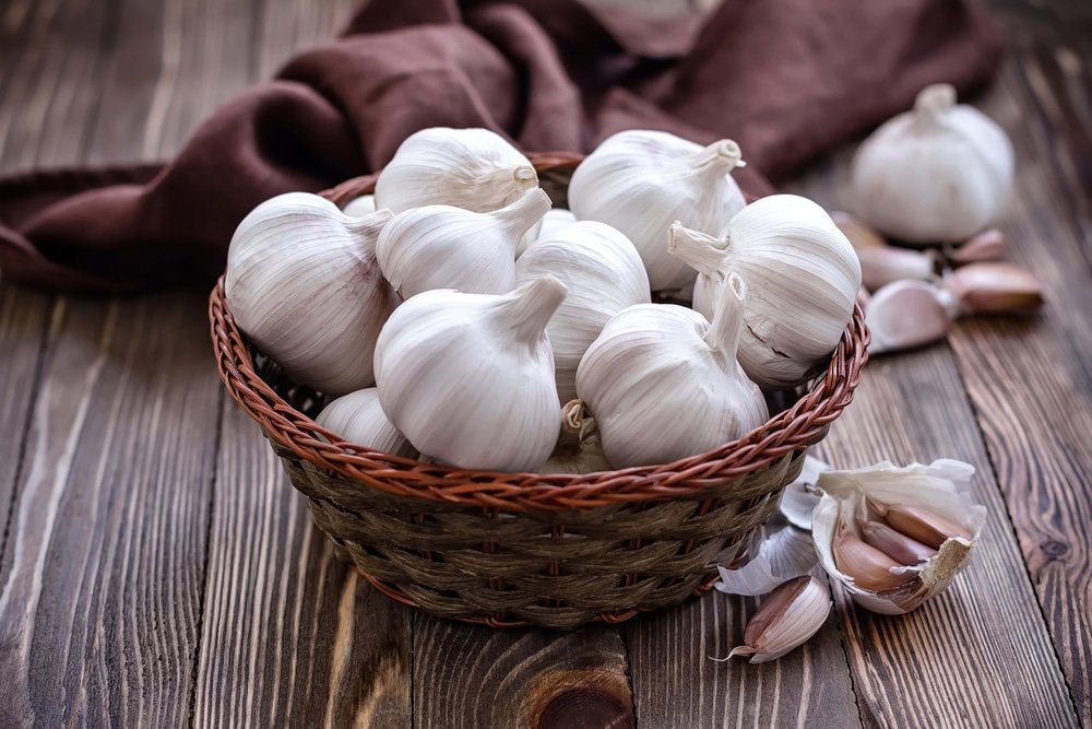 Garlic health benefits