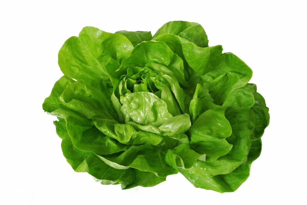 11 Impressive Health Benefits of Lettuce