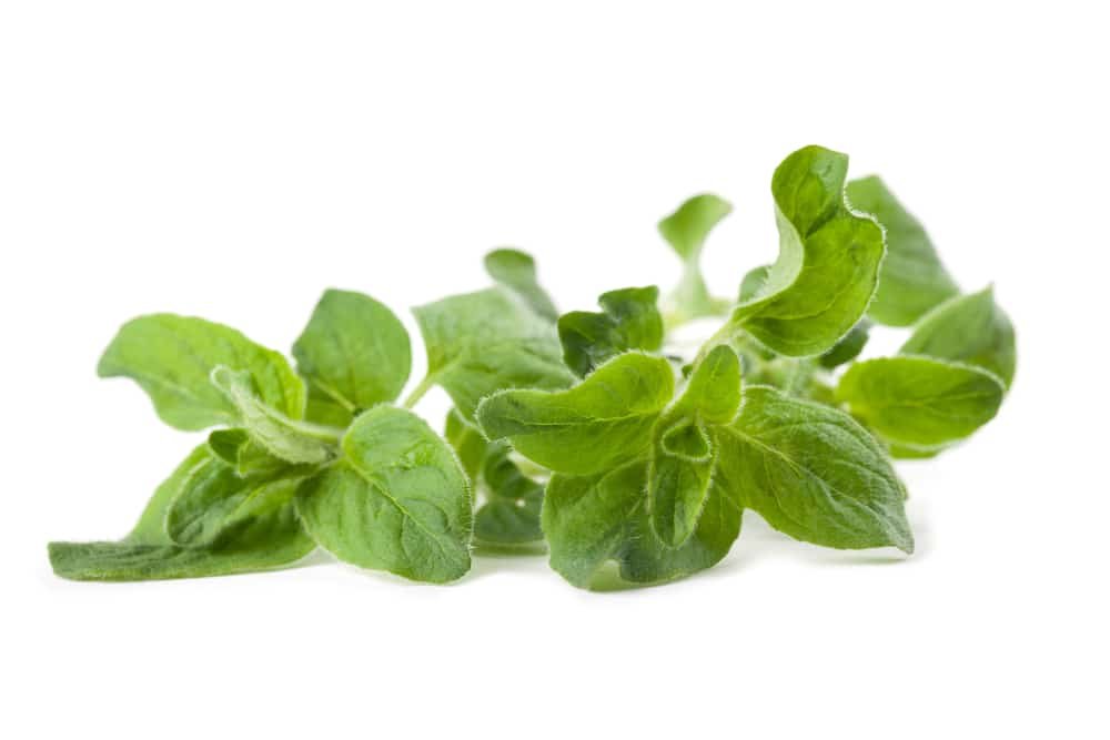 Oregano health benefits