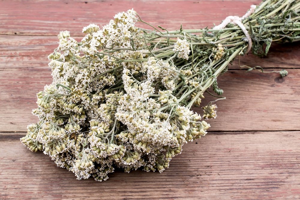 11 Amazing Health Benefits of Yarrow