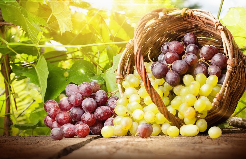 13 Amazing Health Benefits of Grapes - Natural Food Series