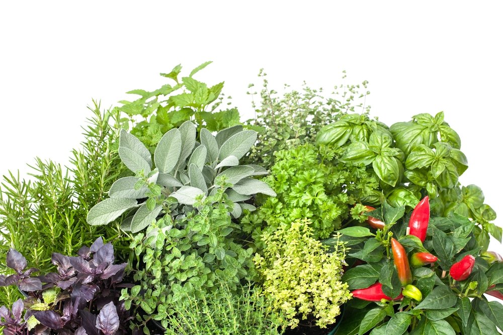 Herbs for health