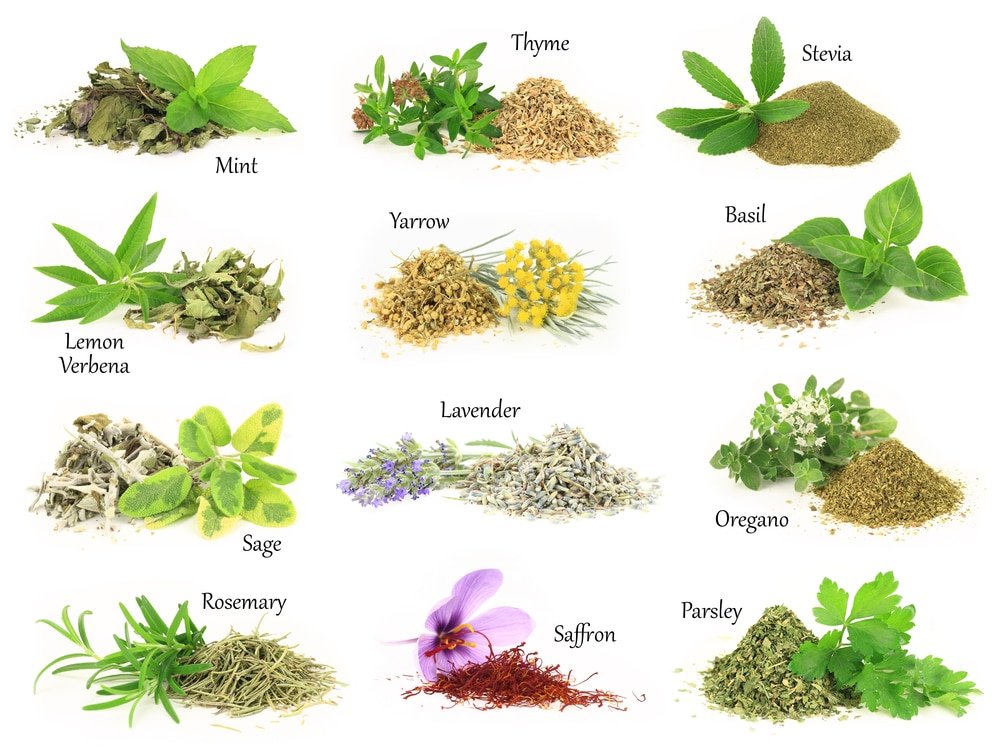 common thyme uses