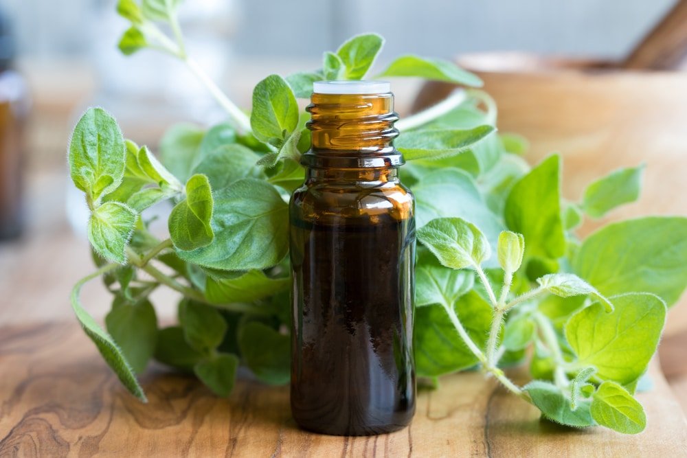 11 Impressive Benefits of Oregano Essential Oil