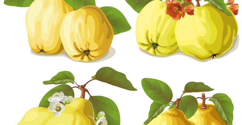 11 Surprising Health Benefits of Quince