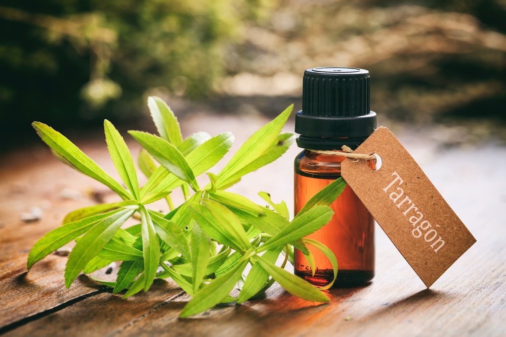 Tarragon Essential Oil health benefits