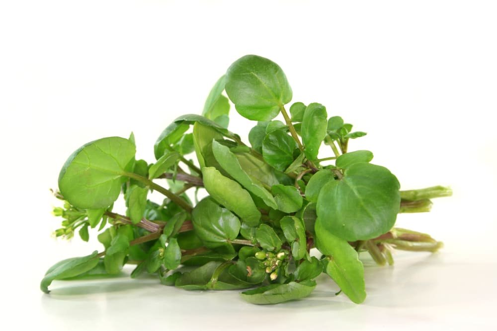 19 Impressive Health Benefits of Watercress