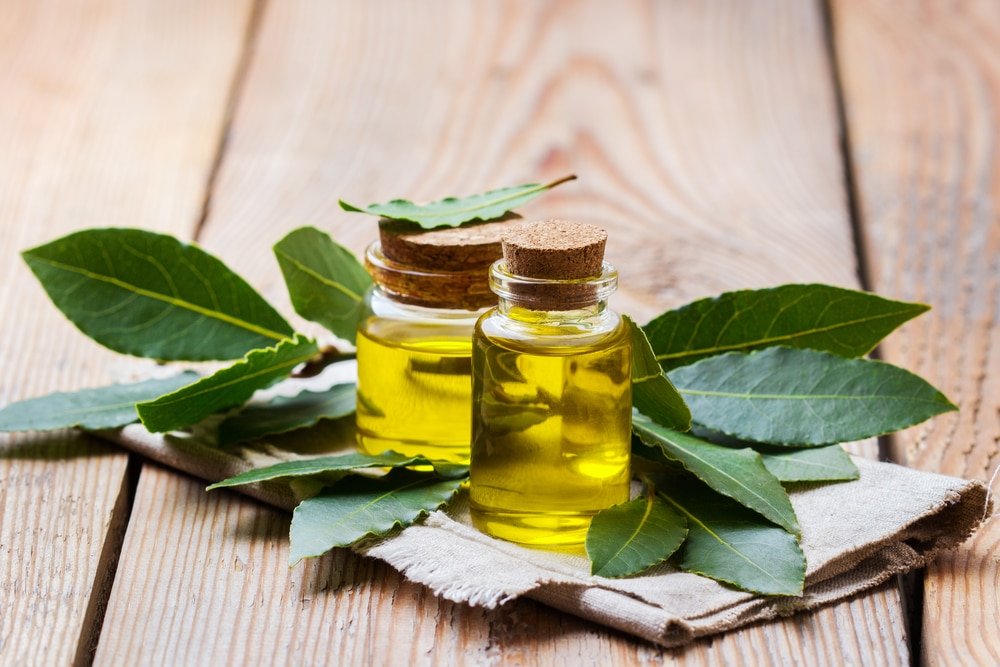 11 Amazing Benefits of Bay Essential Oil