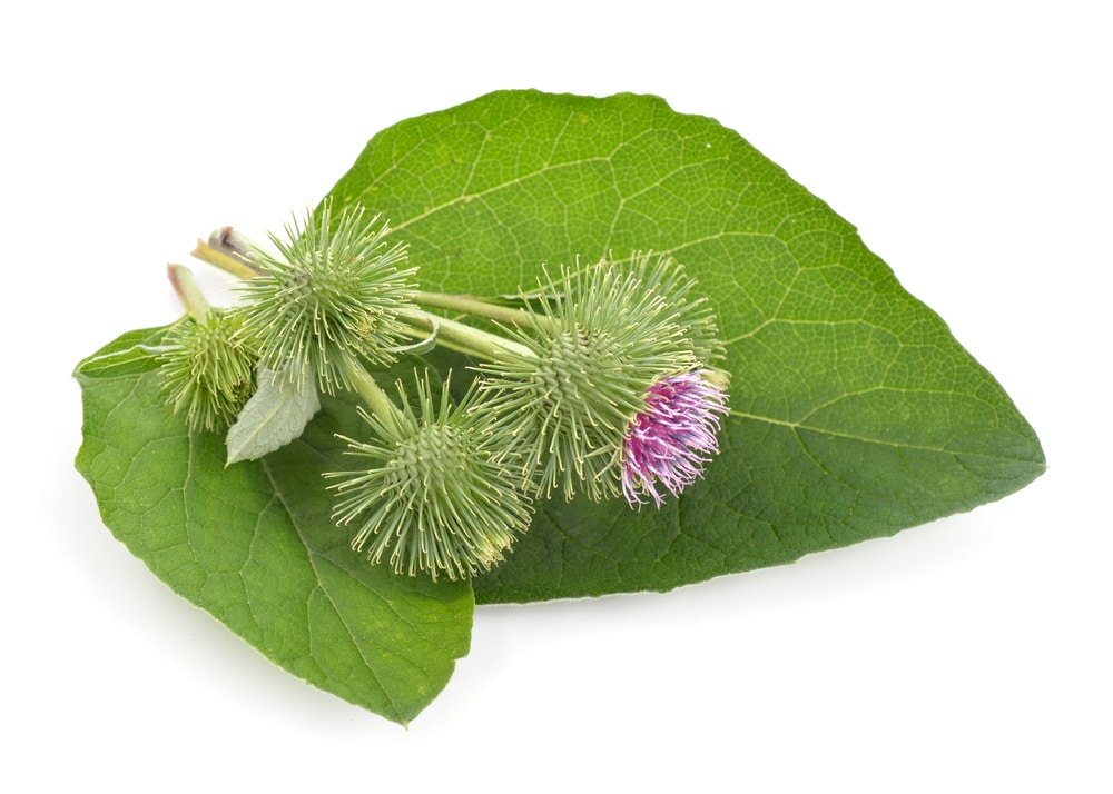 11 Amazing Health Benefits of Burdock