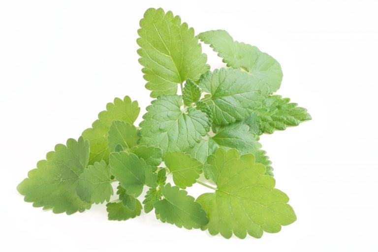 11 Amazing Health Benefits of Catnip Natural Food Series