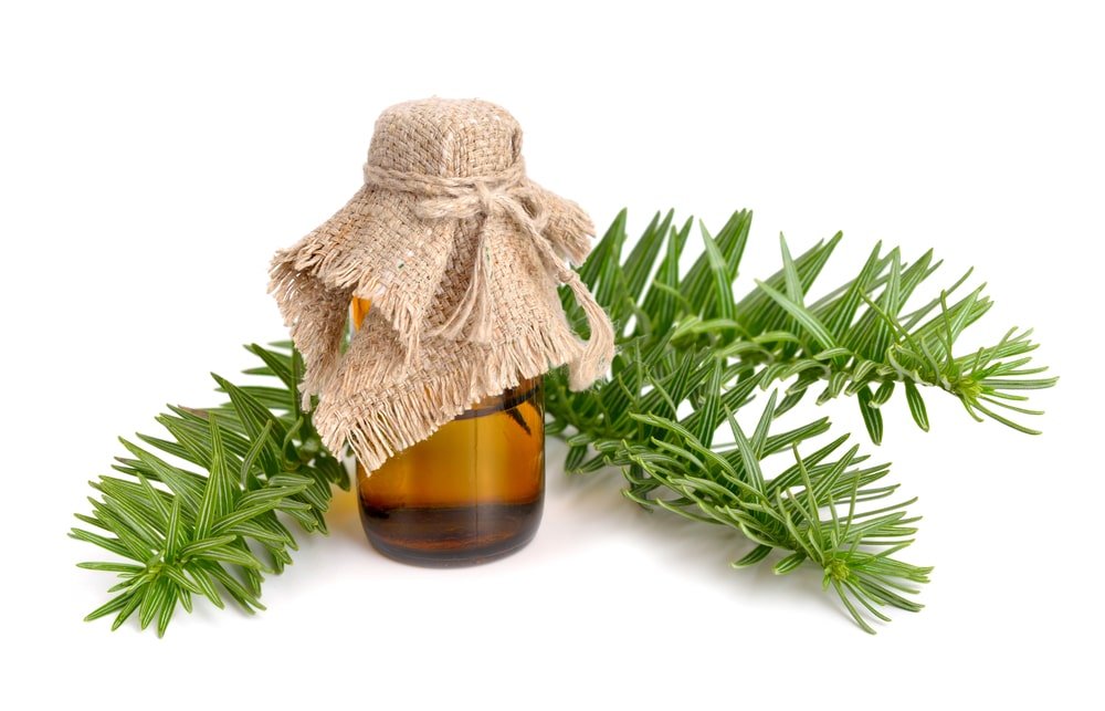 11 Amazing Benefits Of Fir Needle Essential Oil