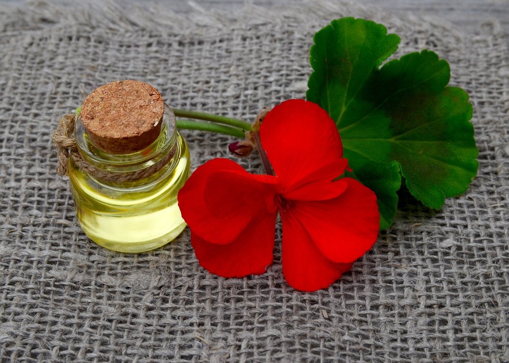 11 Impressive Benefits of Geranium Essential Oil