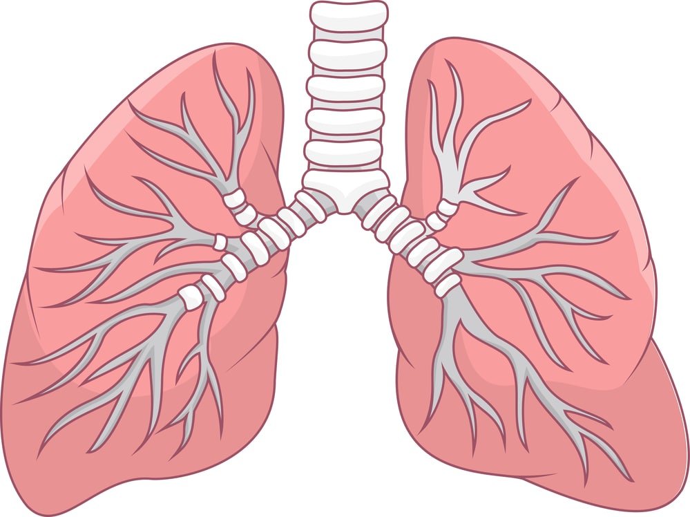 14 Best and Worst Foods for Your Lungs - Natural Food Series