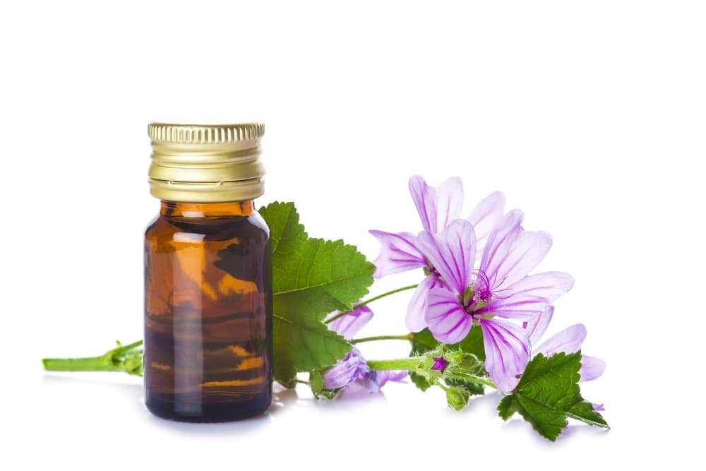 11 Impressive Health Benefits of Mallow Essential Oil