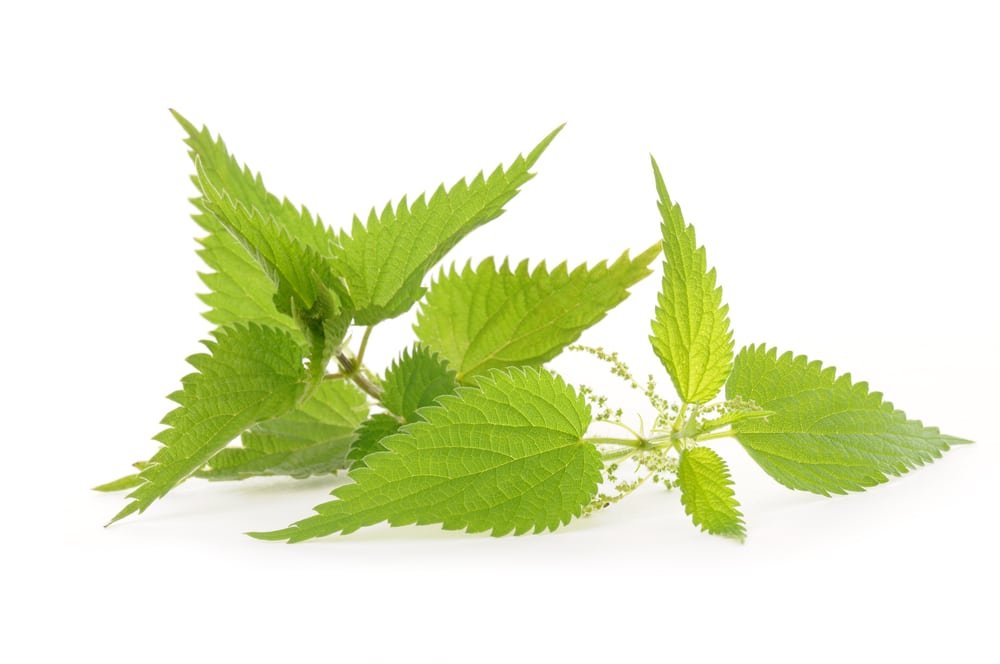 13 Amazing Benefits of Stinging Nettle