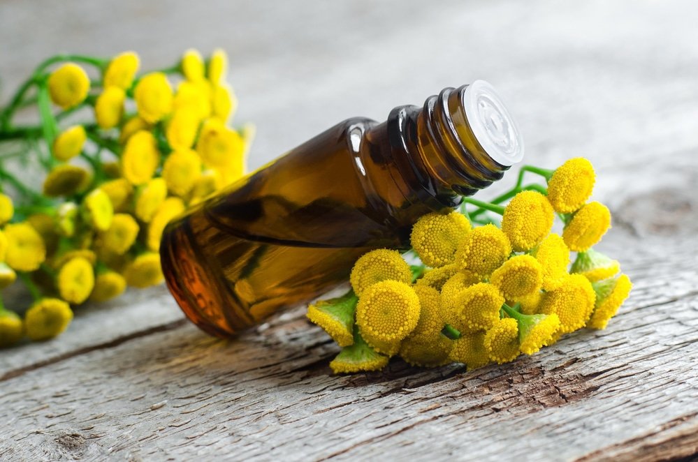 11 Amazing Benefits of Tansy Essential Oil