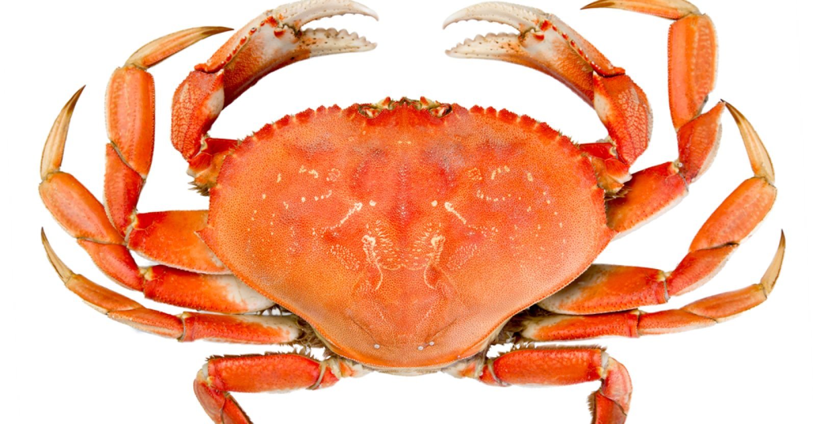 11-amazing-health-benefits-of-eating-crab-natural-food-series