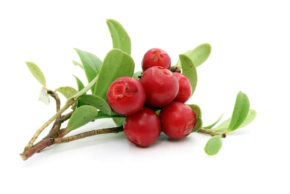 16 Amazing Health Benefits of Crowberries