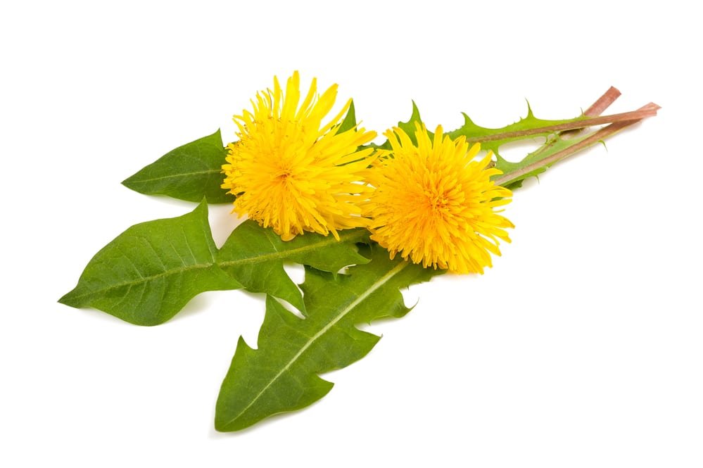 13 Surprising Benefits of Dandelion