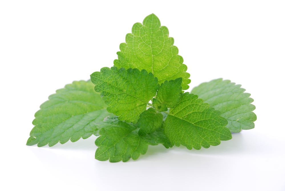 13 Amazing Health Benefits of Lemon Balm