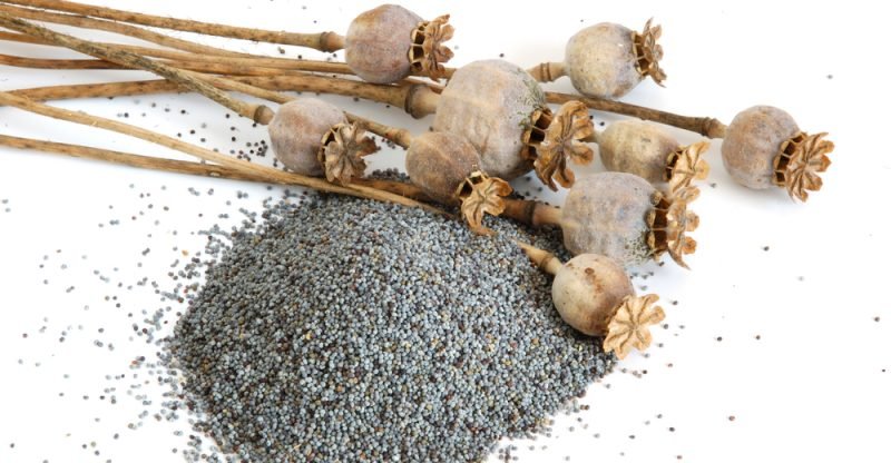 11 Amazing Health Benefits of Poppy Seeds