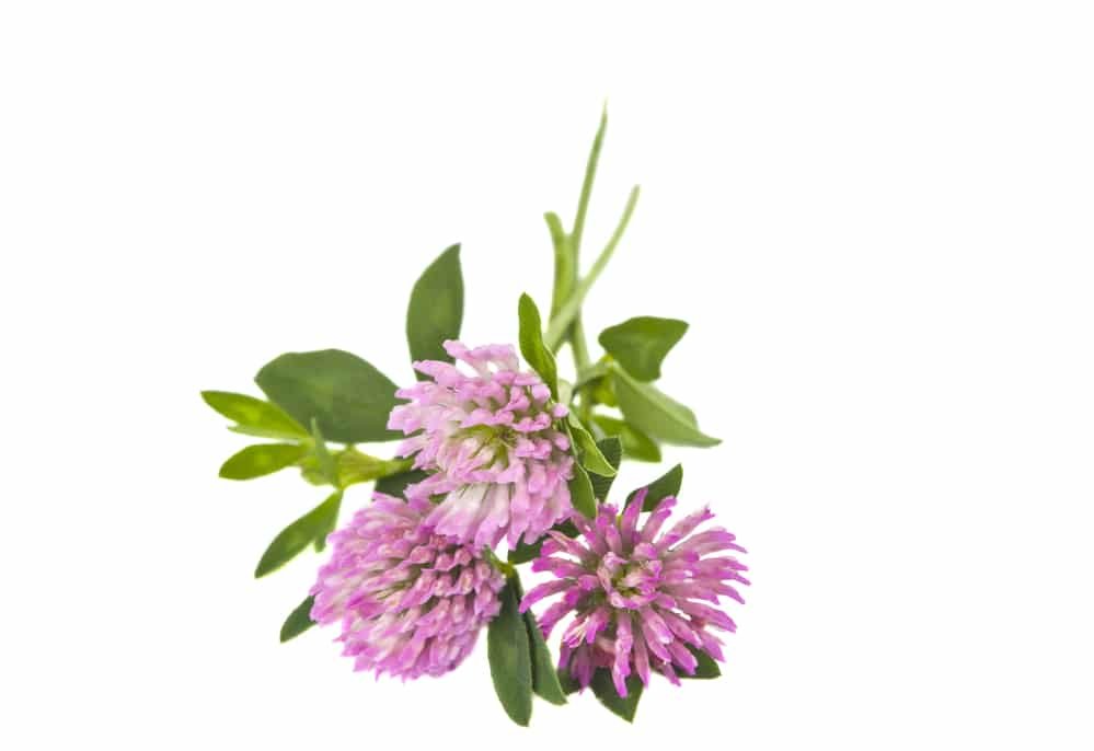 11 Incredible Health Benefits of Red Clover