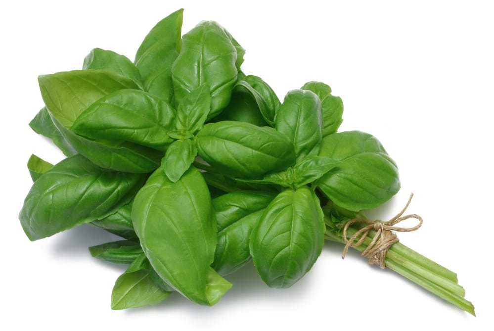 13 Amazing Health Benefits of Holy Basil