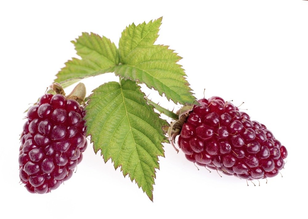 11 Amazing Health Benefits of Loganberry