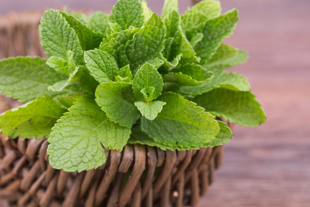 11 Amazing Health Benefits of Peppermint