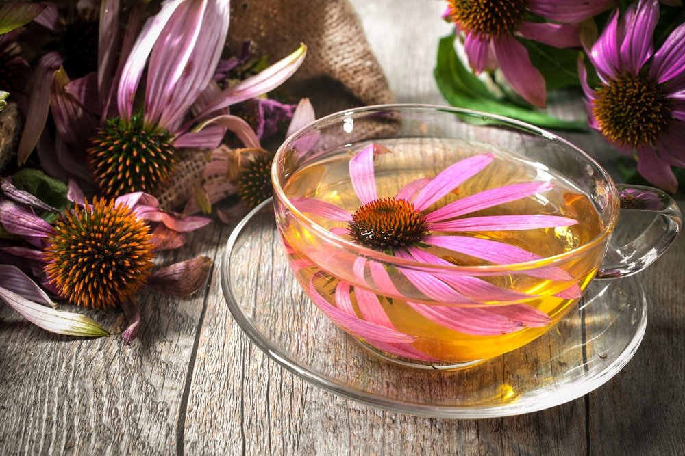 11 Amazing Benefits of Echinacea