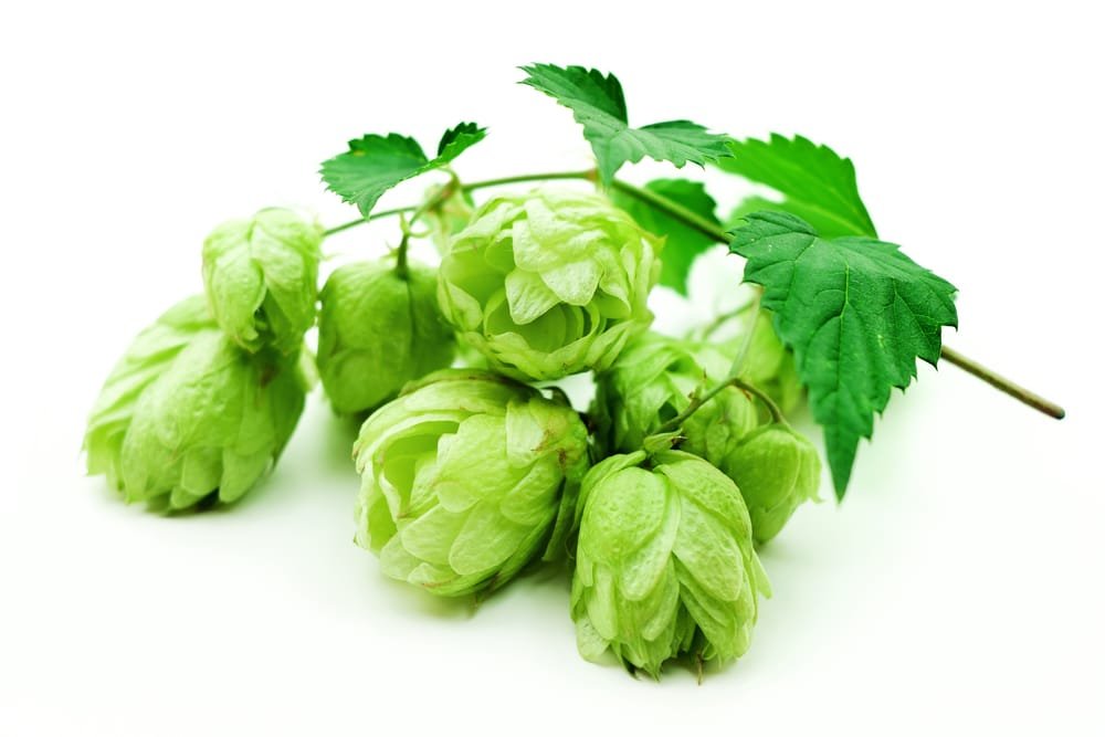 10 Amazing Health Benefits of Hops