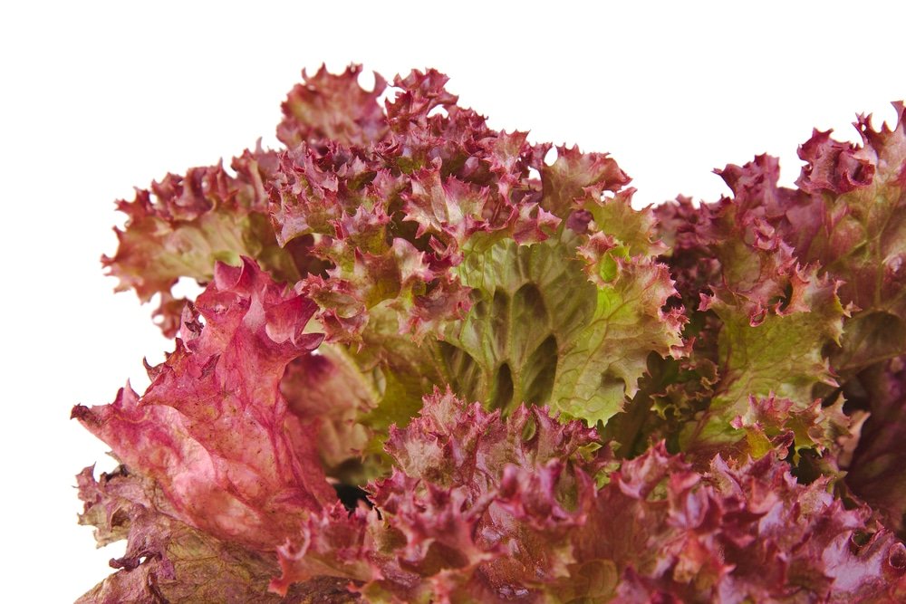 Red Leaf Lettuce