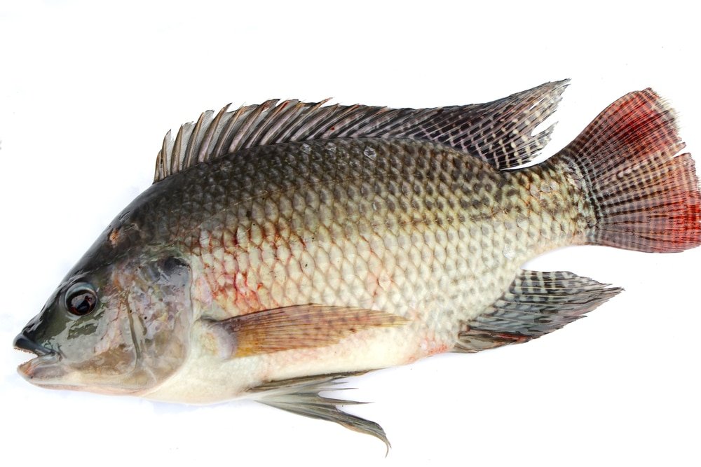 13 Impressive Benefits of Tilapia