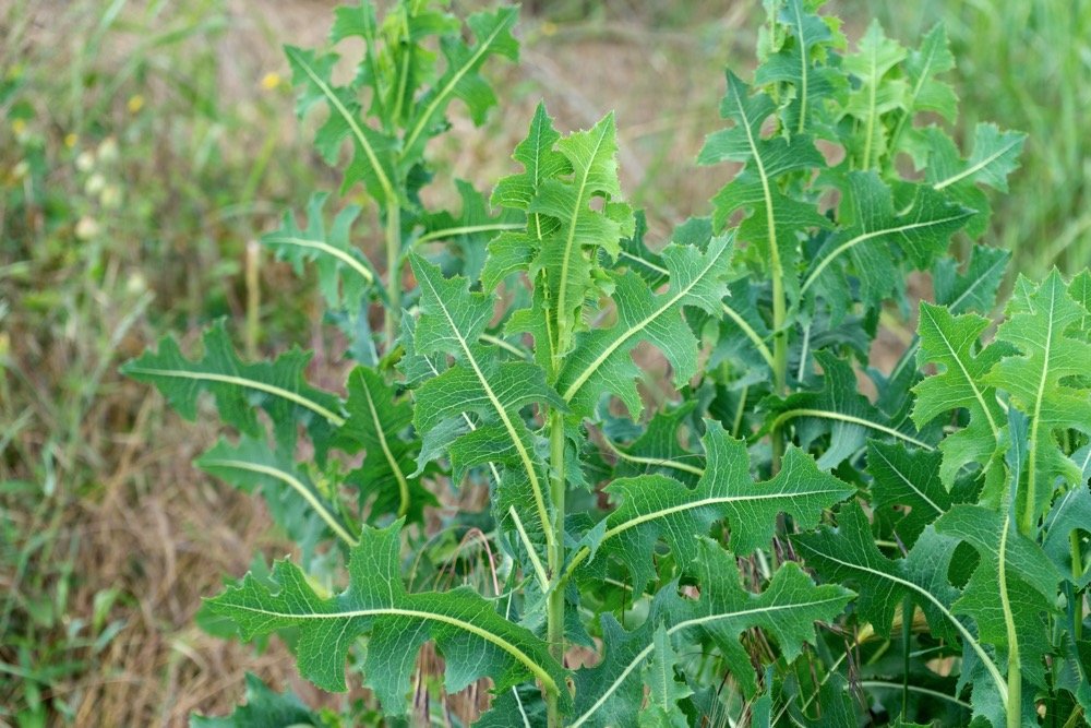 10 Health Benefits of Wild Lettuce