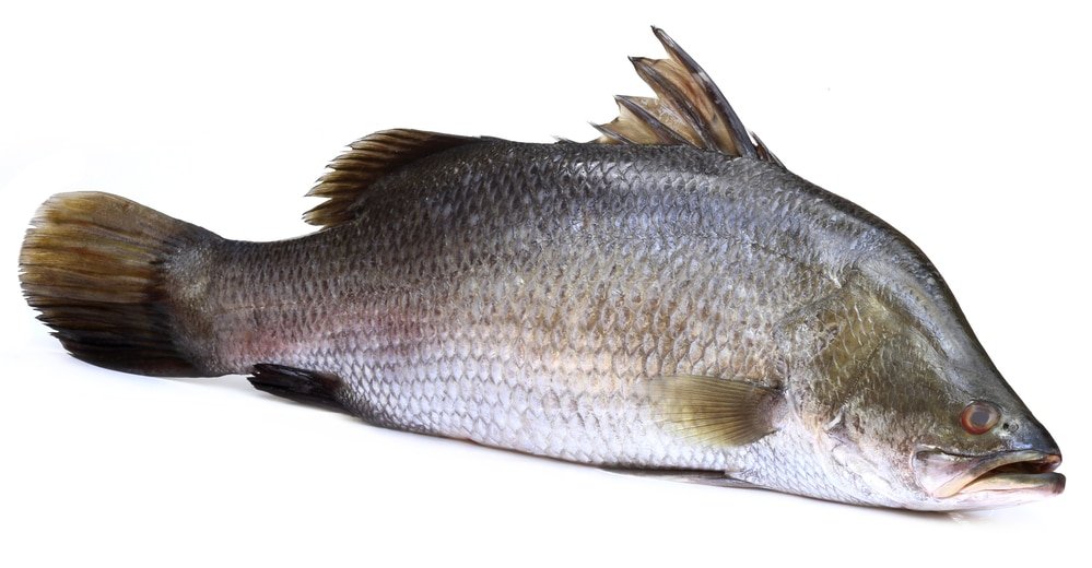 11 Amazing Health Benefits of Barramundi