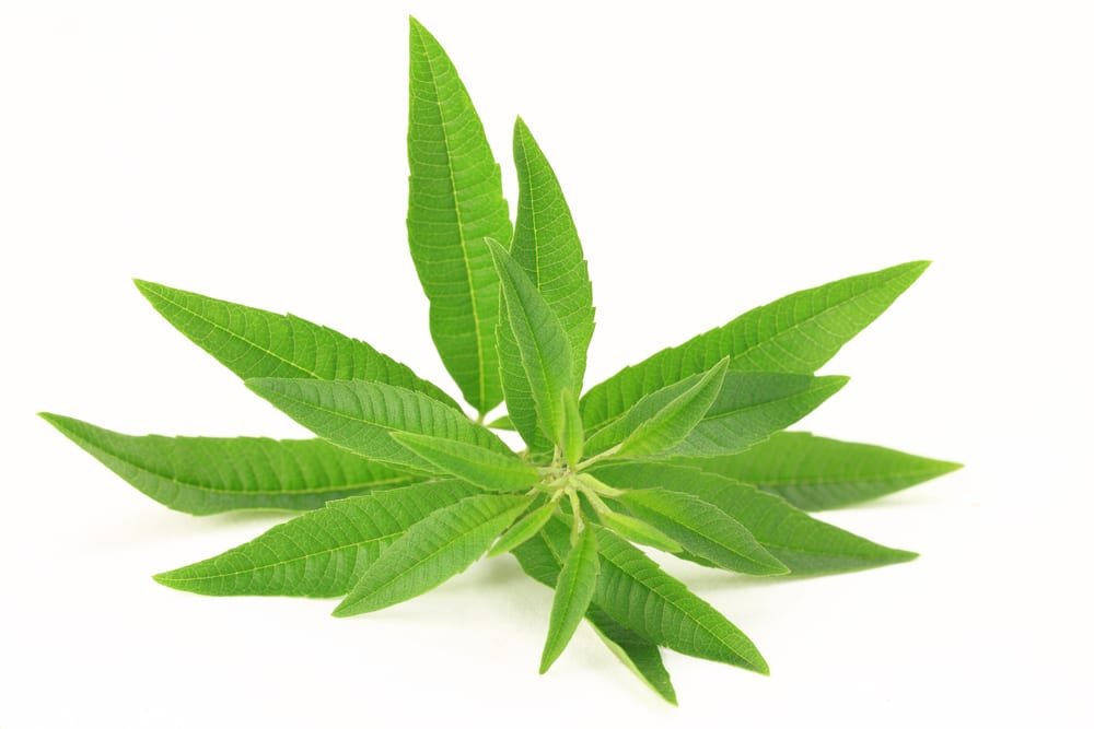 11 Impressive Benefits of Lemon Verbena