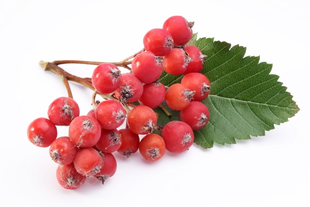 11 Impressive Benefits of Rowan Berries - Natural Food Series