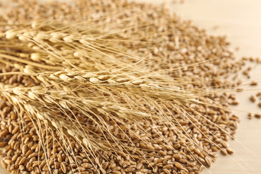 11 Impressive Health Benefits of Triticale