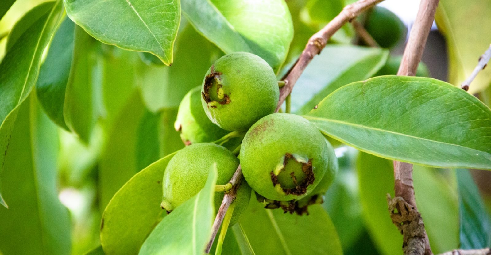 13-amazing-benefits-of-guava-leaves-natural-food-series